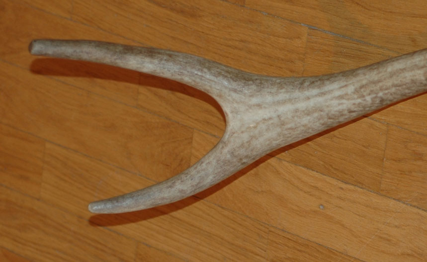 PASSIONE PER IL CERVO